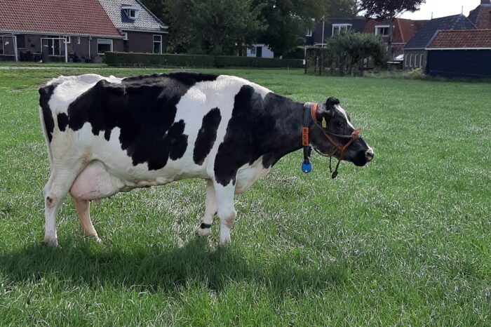 10.000 kg vet & eiwit voor Terdenghe Akke 609