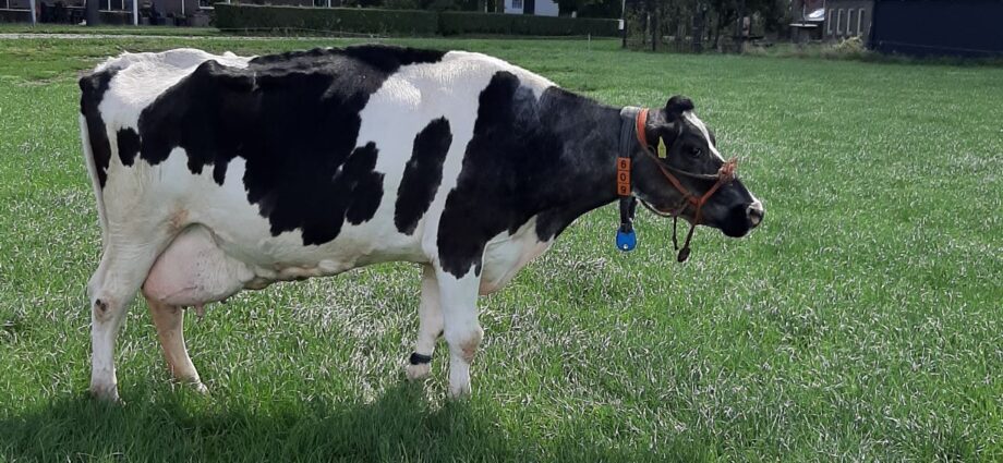 10.000 kg vet & eiwit voor Terdenghe Akke 609