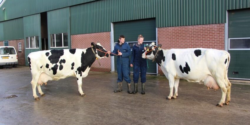2 halfzussen met 100.000 kg melk