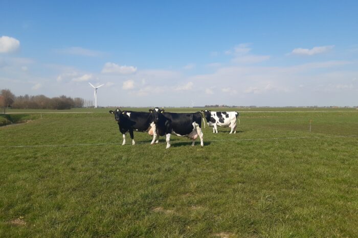 3 koeien van de maatschap Nauta passeren tegelijkertijd de 100.000 kg melk grens !!
