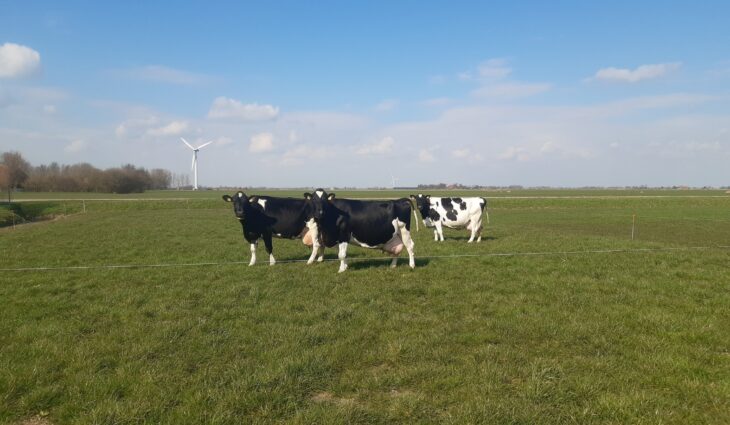 3 koeien van de maatschap Nauta passeren tegelijkertijd de 100.000 kg melk grens !!