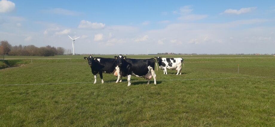 3 koeien van de maatschap Nauta passeren tegelijkertijd de 100.000 kg melk grens !!