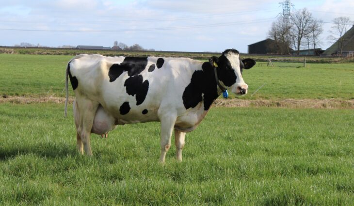 Glinstra Wetterfrou 72